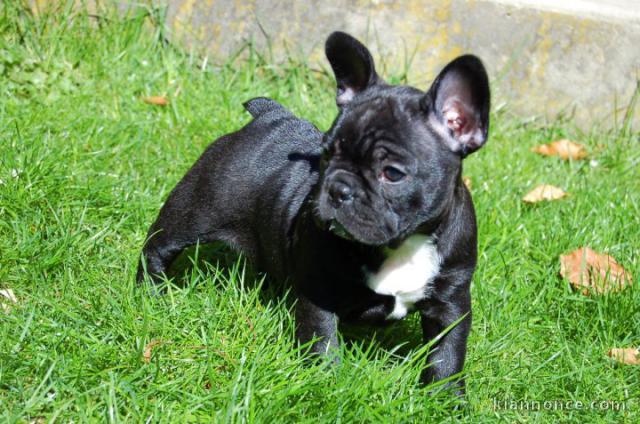   Disponible de suite chiots bouledogue Français LOF