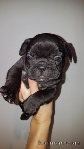  chiots bouledogue français