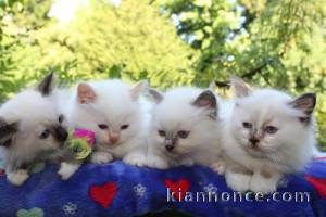 Superbe chatons birmans 