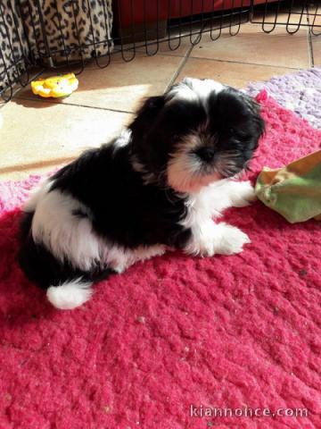 Adorables chiots shih tzu male et femelle LOF