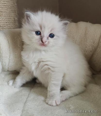 MAGNIFIQUE CHATONS SACRÉ DE BIRMANIE