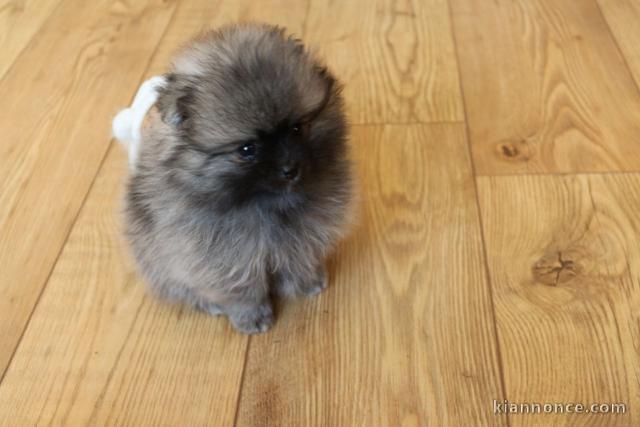 Adorables petits chiots spitz nain