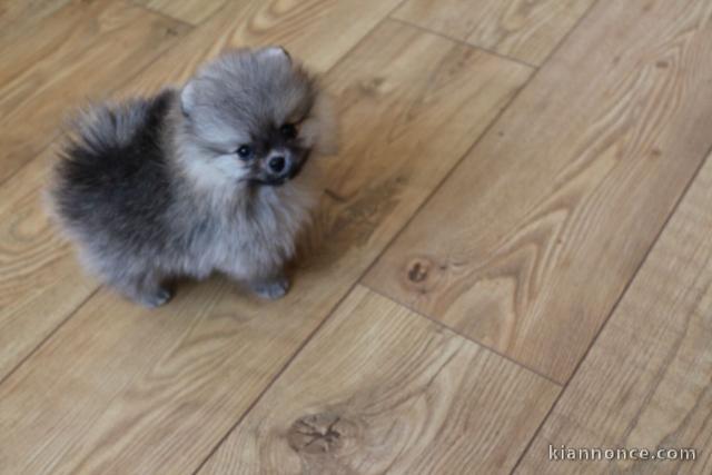 Adorables petits chiots spitz nain