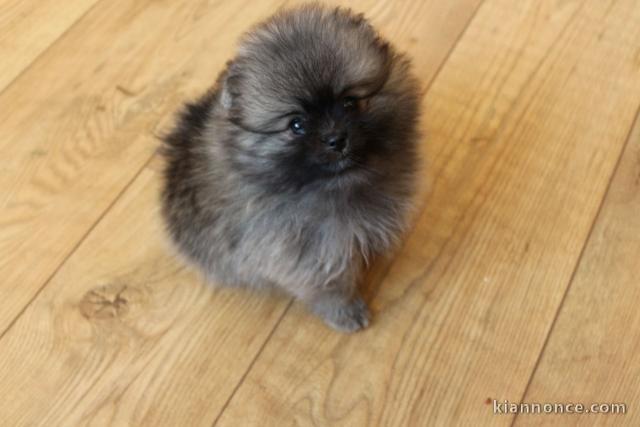 Adorables petits chiots spitz nain