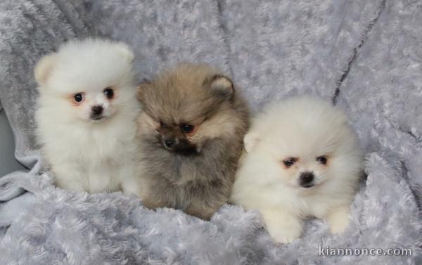 Adorables petits chiots spitz nain