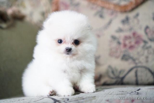 Adorables petits chiots spitz nain