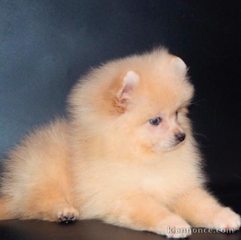 Adorables petits chiots spitz nain