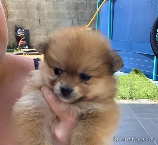 Adorables petits chiots spitz nain