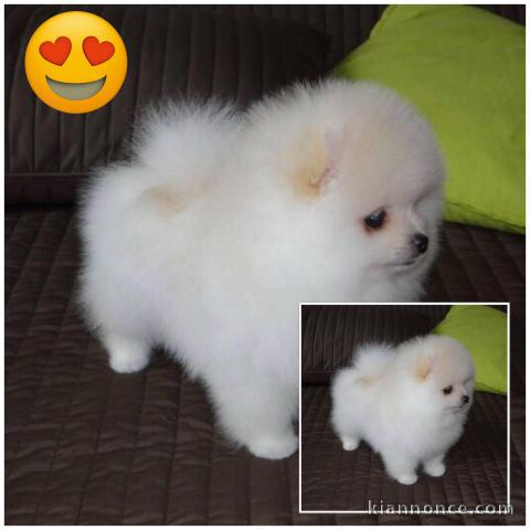 Adorables petits chiots spitz nain