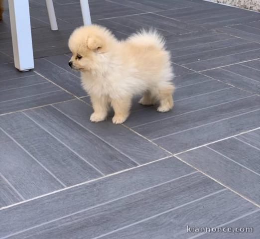 Adorables petits chiots spitz nain