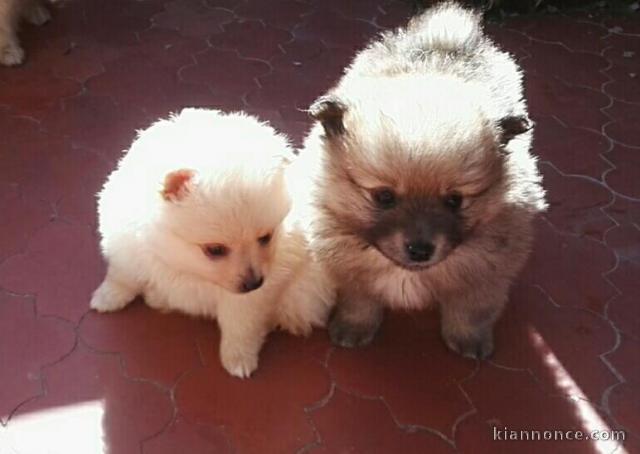 Magnifiques Chiots Spitz Nain Poméranien Pure Race