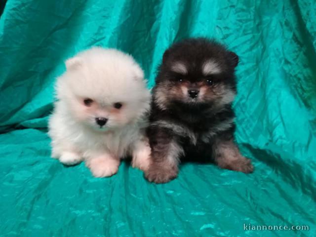 Magnifiques Chiots Spitz Nain Poméranien Pure Race