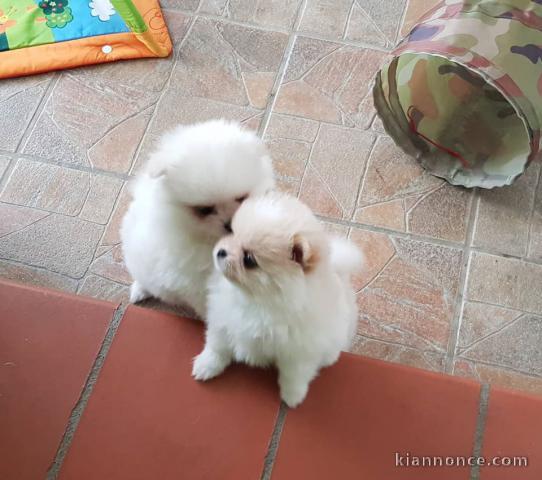 Disponible nos chiots spitz nain