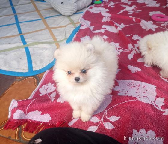 Disponible nos chiots spitz nain