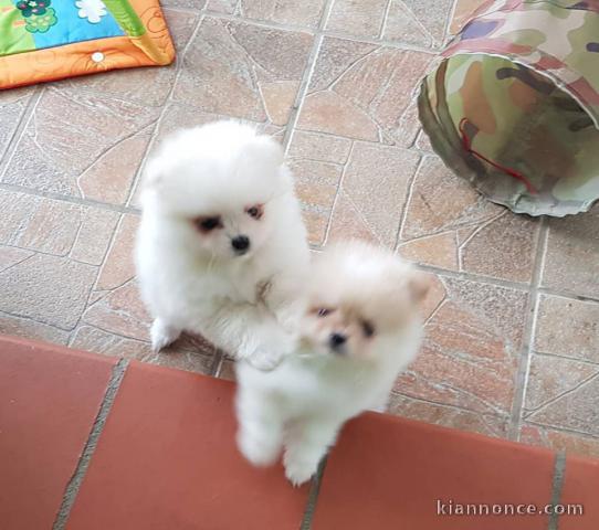 Disponible nos chiots spitz nain