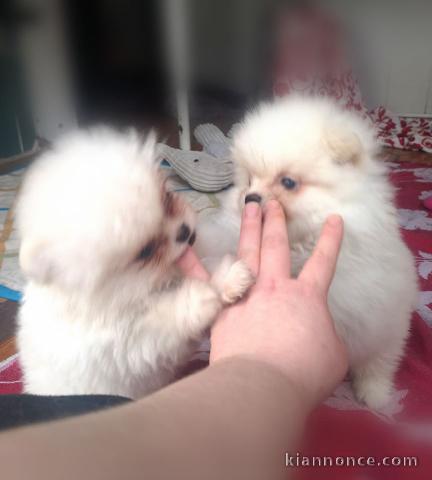 Disponible nos chiots spitz nain