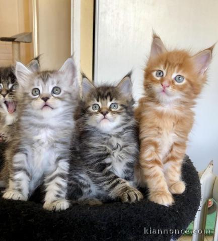 Sublime Chaton Maine Coon