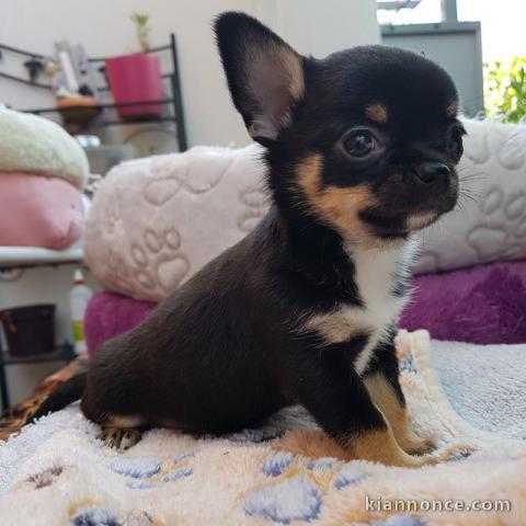 Élevage de passionnée de Chihuahuas 