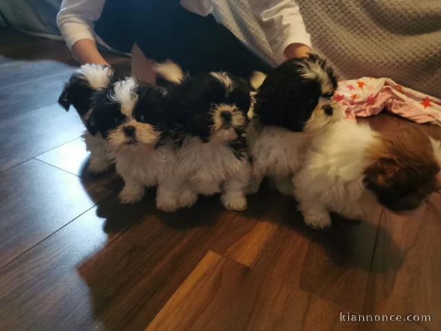 EXCELLENTS CHIOTS SHIH TZU