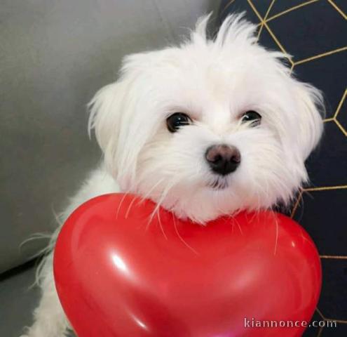 Magnifiques chiots bichon frisé 