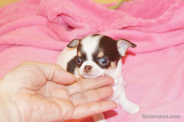 Chiot chihuahua femelle agé de 3 mois