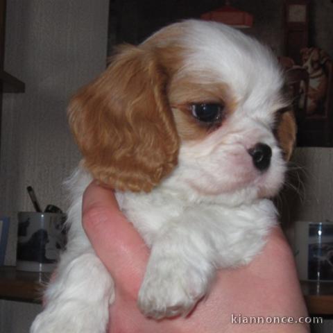 A donner chiot type cavalier king charles femelle