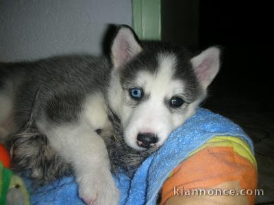 Magnifiques bébés Husky chiots(1F 1M)