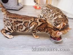 2 magnifique bengal a adopter