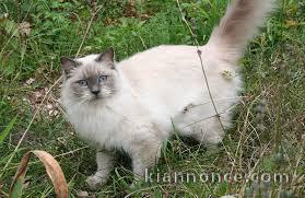 Sublime Chaton Maine Coon