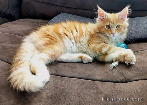 Magnifique chaton main coon