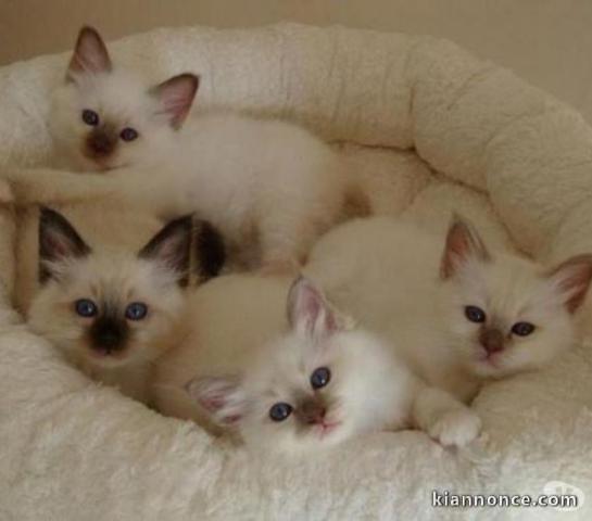 chatons sacre de birmanie