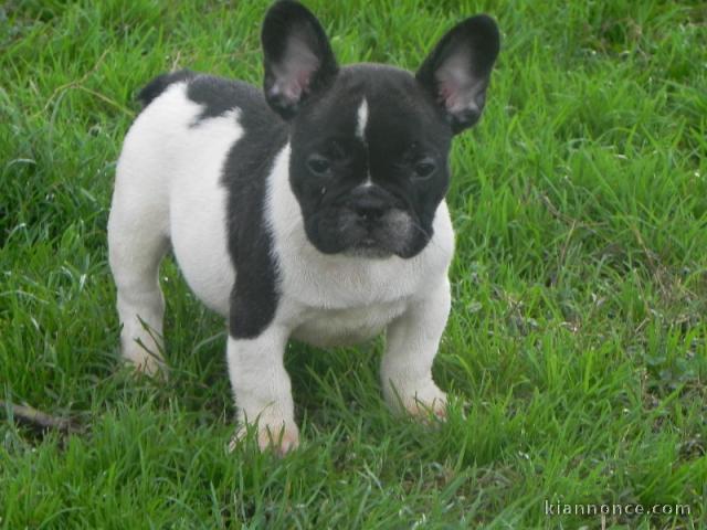 chiot bouledogue francais