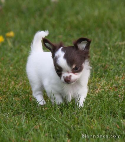 Belle chiot Chihuahua  femelle âgée de 3 mois