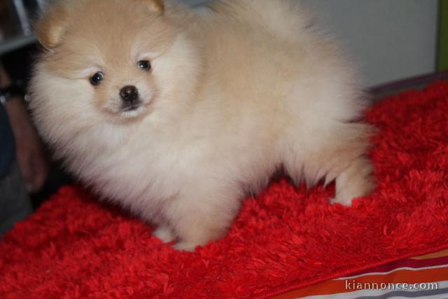 A donner  chiot spitz nain  femelle