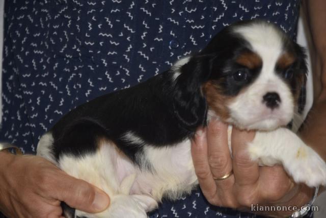 Nous donnons chiot Cavalier King Charles Spaniel