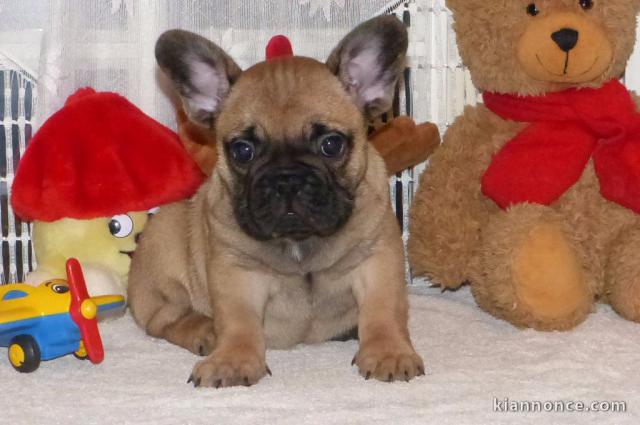 A donner chiot femelle Bouledogue Français lof