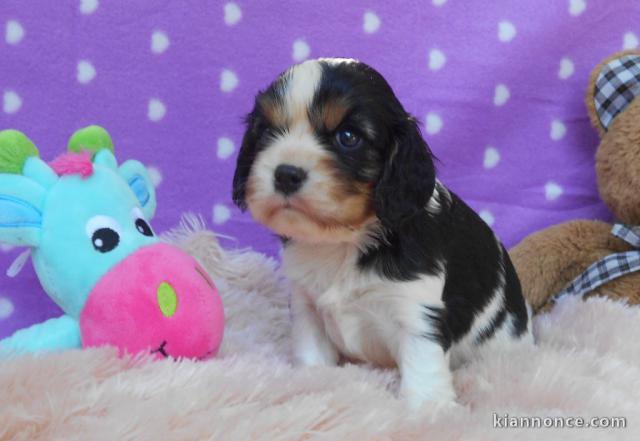 Adoption chiot Cavalier King Charles femelle 