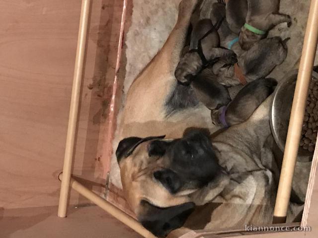 3 chiots bullmastiff  à donner