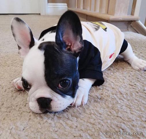 Bébé Bouledogue pour connaisseur