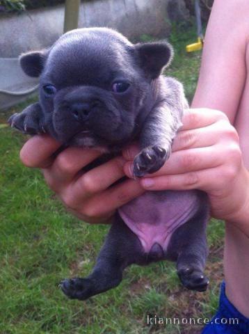 chiots bouledogue francais bleu