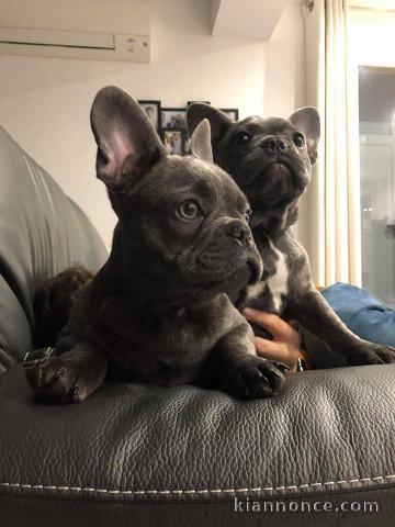 bouledogue francais bleu