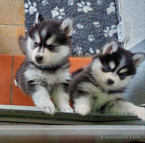 A donner Magnifique A DONNER chiot SIBERIAN HUSKY.