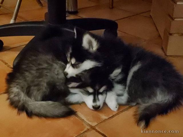 A donner Chiots husky Sibérien aux yeux bleu 