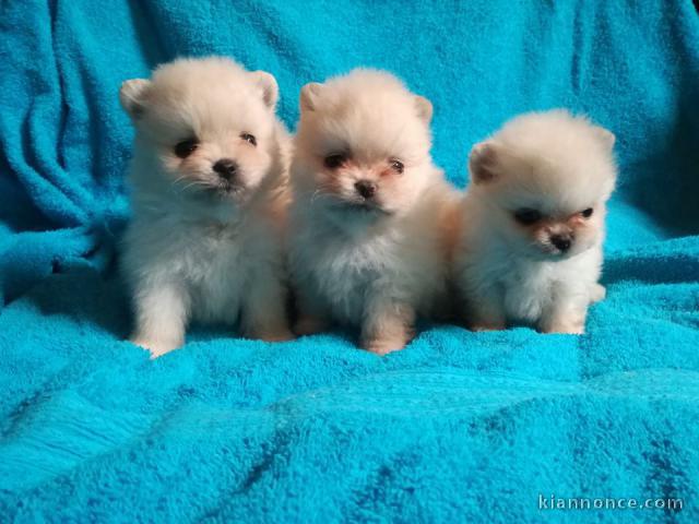 Disponible nos chiots spitz nain