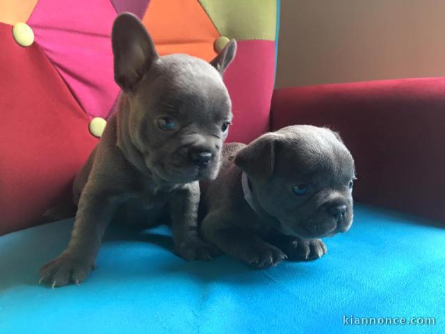 Magnifiques chiots Bouledogue français