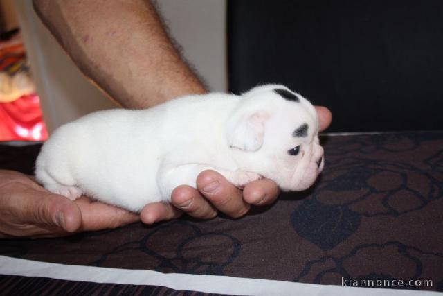 BEL CHIOT BOULDOGUE FRANCAIS FEMELLE NON LOFT