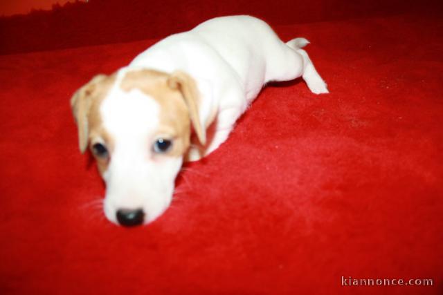 chiots jack russell disponible de suite