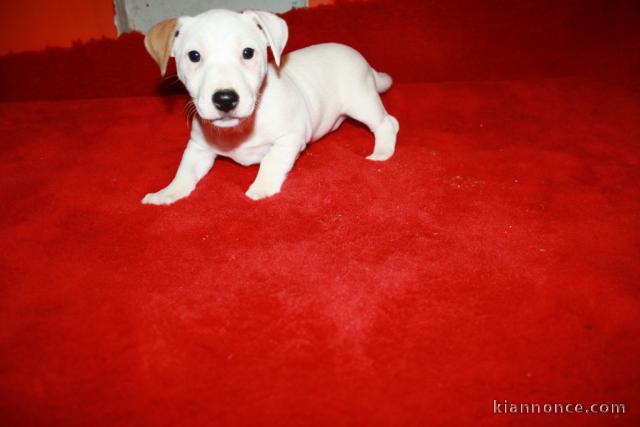 chiots jack russell disponible contre bon soin