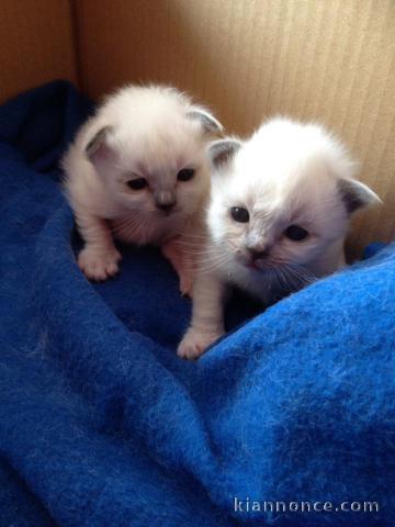 À donner chaton (Femelle) type sacré de Birmanie