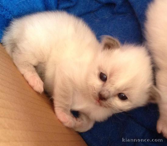 À donner chaton (Femelle) type sacré de Birmanie